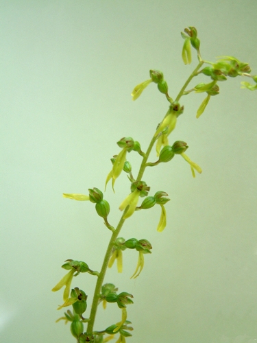 Pseudorchis albida, Corallorhiza trifida, Listera ovata